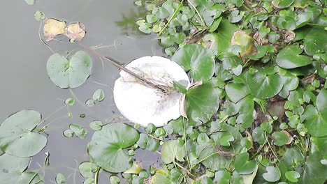 jacintos de agua y botellas plásticas de basura flotando en agua contaminada, concepto de contaminación ambiental