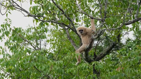 Seen-sitting-on-a-branch-as-it-looks-around-the-forest,-White-handed-gibbon-Hylobates-lar,-Thailand