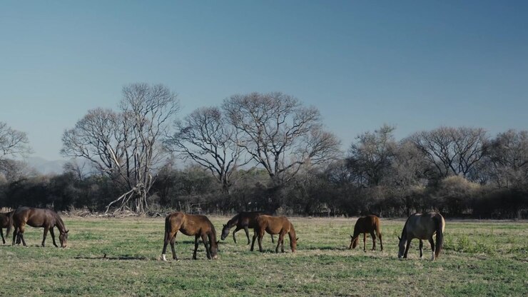 Piccola mandria di cavalli che pascola tranquillamente sotto alberi invernali spogli
