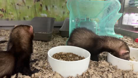 Two-Cute-Ferrets-Eating-and-Playing-in-Slow-Motion-at-a-Pet-Store