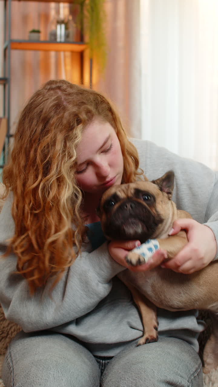 Young woman wraps pug dog injured paw with bandage on home sofa caring with gentle supportive touch