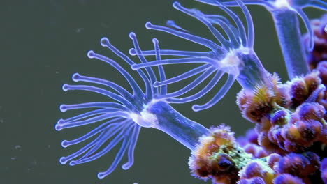 close-up of a sea anemone on a coral reef