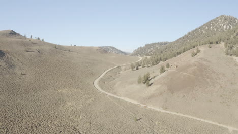 vuelo junto al antiguo bosque de pinos de cono de cerdas de california