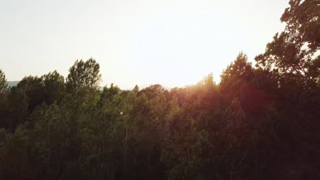 Aerial-drone-shot-flying-up-slowly-revealing-the-sunset-behind-some-trees-of-a-forest