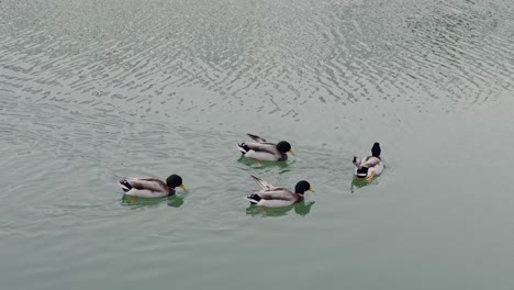 Enten-Schwimmen-Im-Winter-Auf-Dem-See