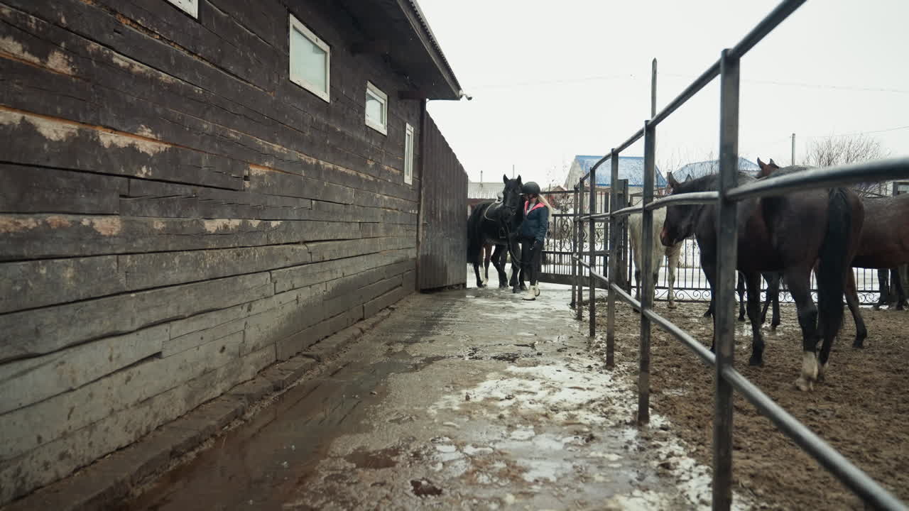 Narrow stable walkway with horses, linedup horses beside wooden barn and metal rails with handlers and visitors visible in distance, muddy ground and puddles under overcast sky, behindthescenes farm