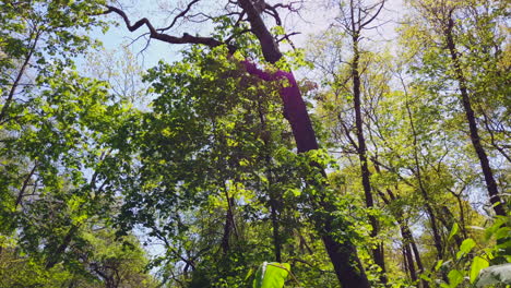 a-low-angle-shot-through-an-over-grown-hiking-path-with-a-handheld-gimbal