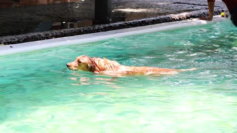 dog swimming with human in bangkok pool