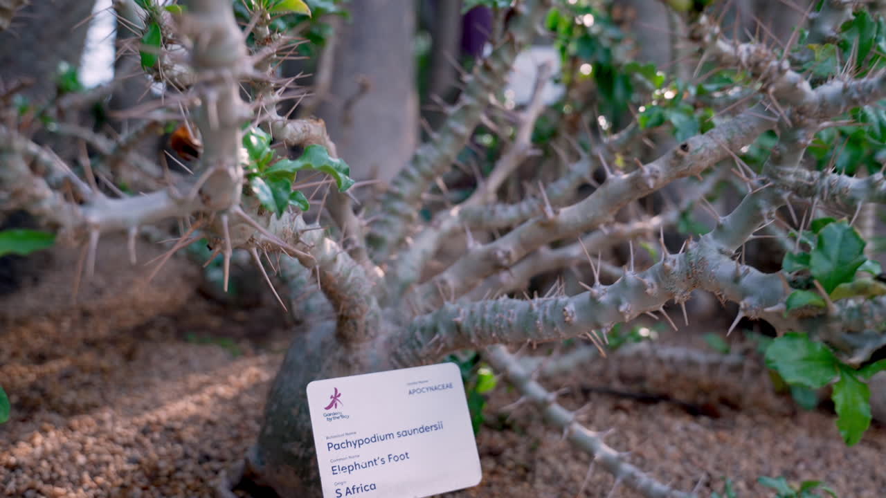 Elephant's Foot at Gardens by the Bay in Singapore