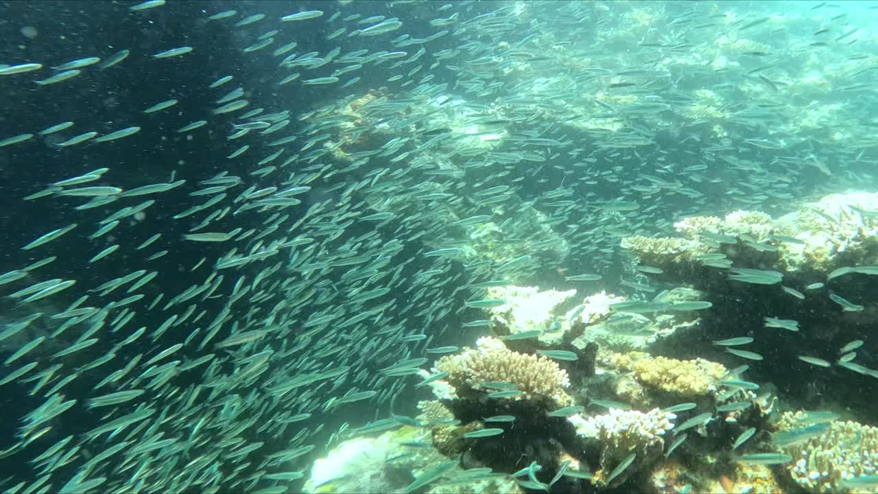 Swimming Through A Large Bait Ball in The Blue Sea. underwater shot