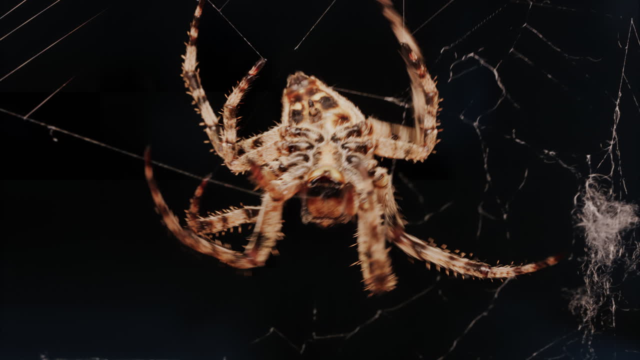 Close up of a spider sitting in its web, showing intricate details of its body and fine silk threads