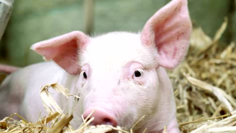 a piglet newborn standing on a straw in the farm. concept of biological , animal health , friendship , love of nature . vegan and vegetarian style . respect for animals.