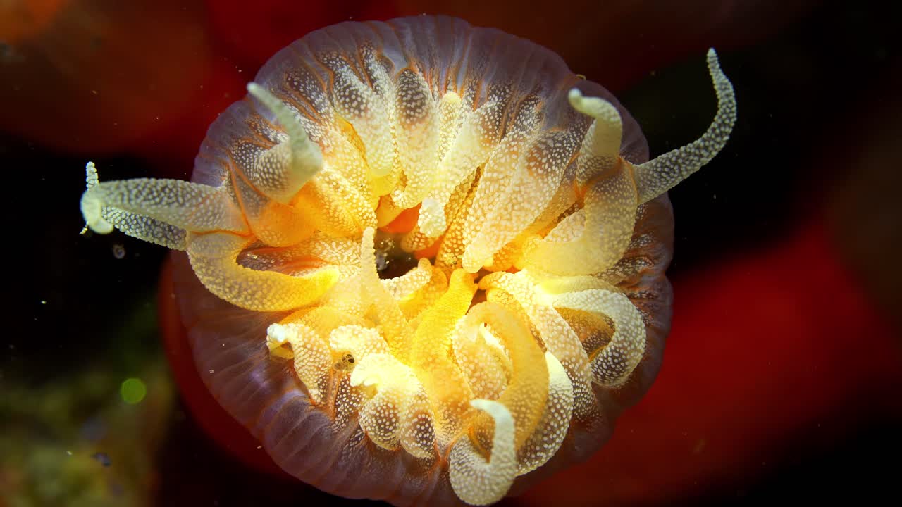 밤 4k 25fps에서 열리는 튜브 소프트 산호