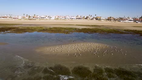 Antena-Una-Bandada-De-Gaviotas-Acudió-A-Un-Banco-De-Arena-Expuesto-Durante-La-Marea-Baja,-Punto-Rocoso,-Puerto-Peñasco,-Golfo-De-California,-México