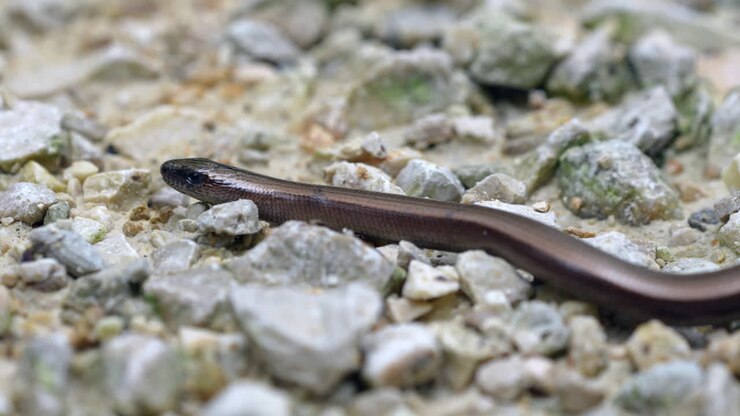 Brown Slowworm or slow worm crawling slowly over stony ground in sunlight,macro - Prores 4K shot of Anguis Fragilis Species