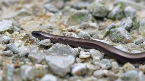 Brauner-Blindschleichwurm-Oder-Blindschleichwurm,-Der-Im-Sonnenlicht-Langsam-über-Steinigen-Boden-Kriecht,-Makro---Prores-4K-Aufnahme-Von-Anguis-Fragilis-Arten