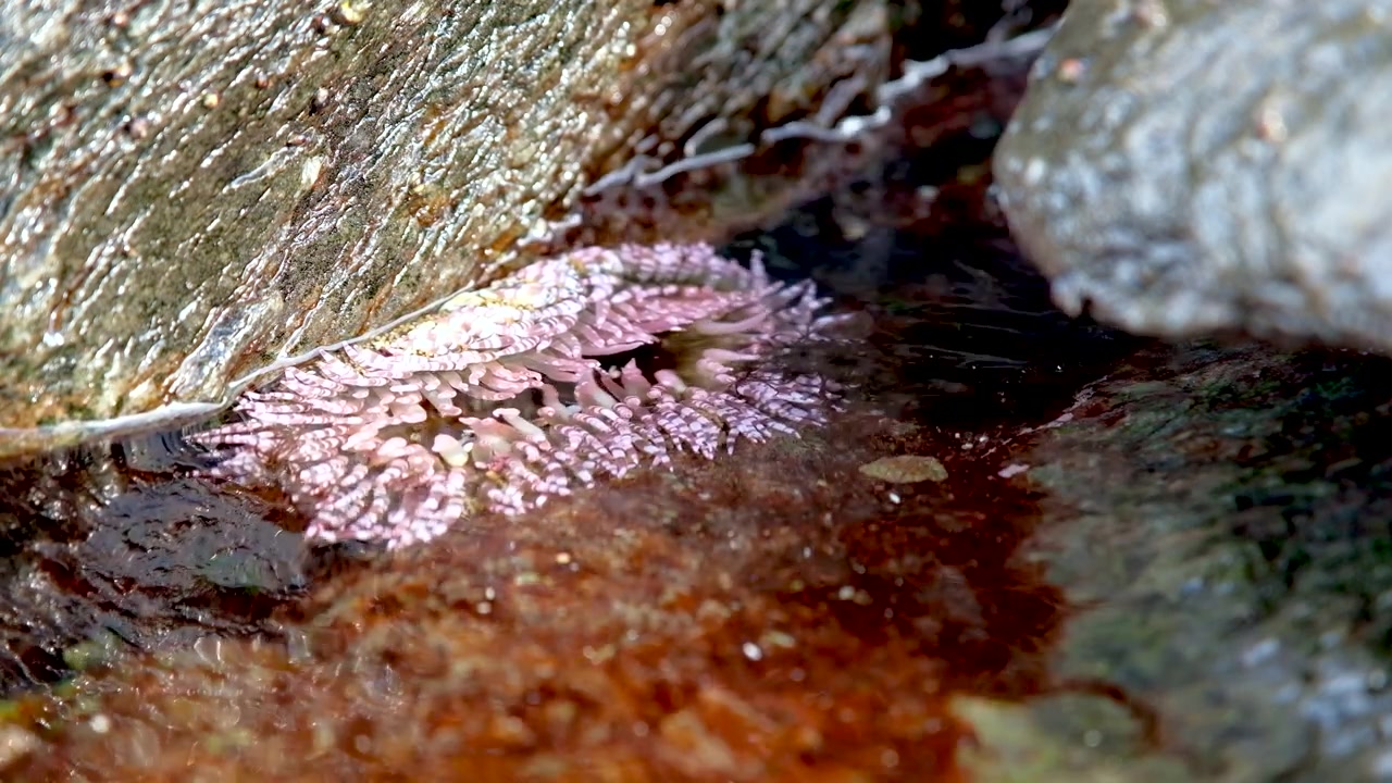 Pink sea anemone sessile predator with tentacles out in marine rock pool