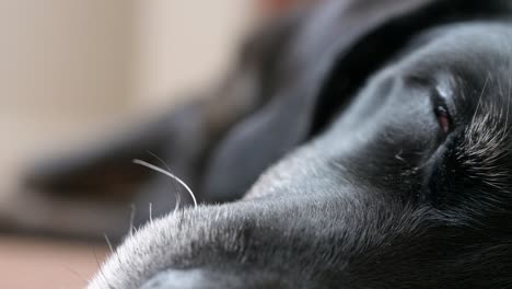 a detailed shot of a senior black dog's eyes closed in sleep on the floor