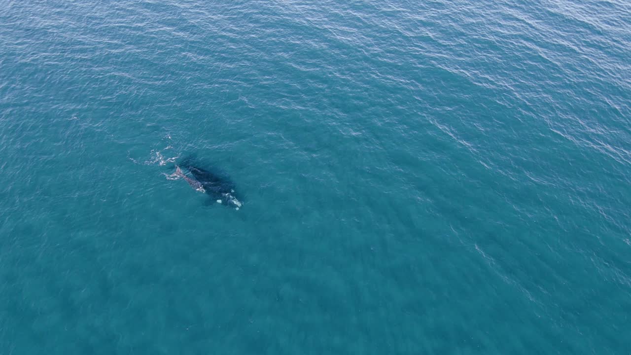 잔잔한 바다 표면에서 새끼를 낳는 한 쌍의 고래의 넓은 공중 샷 - 확대