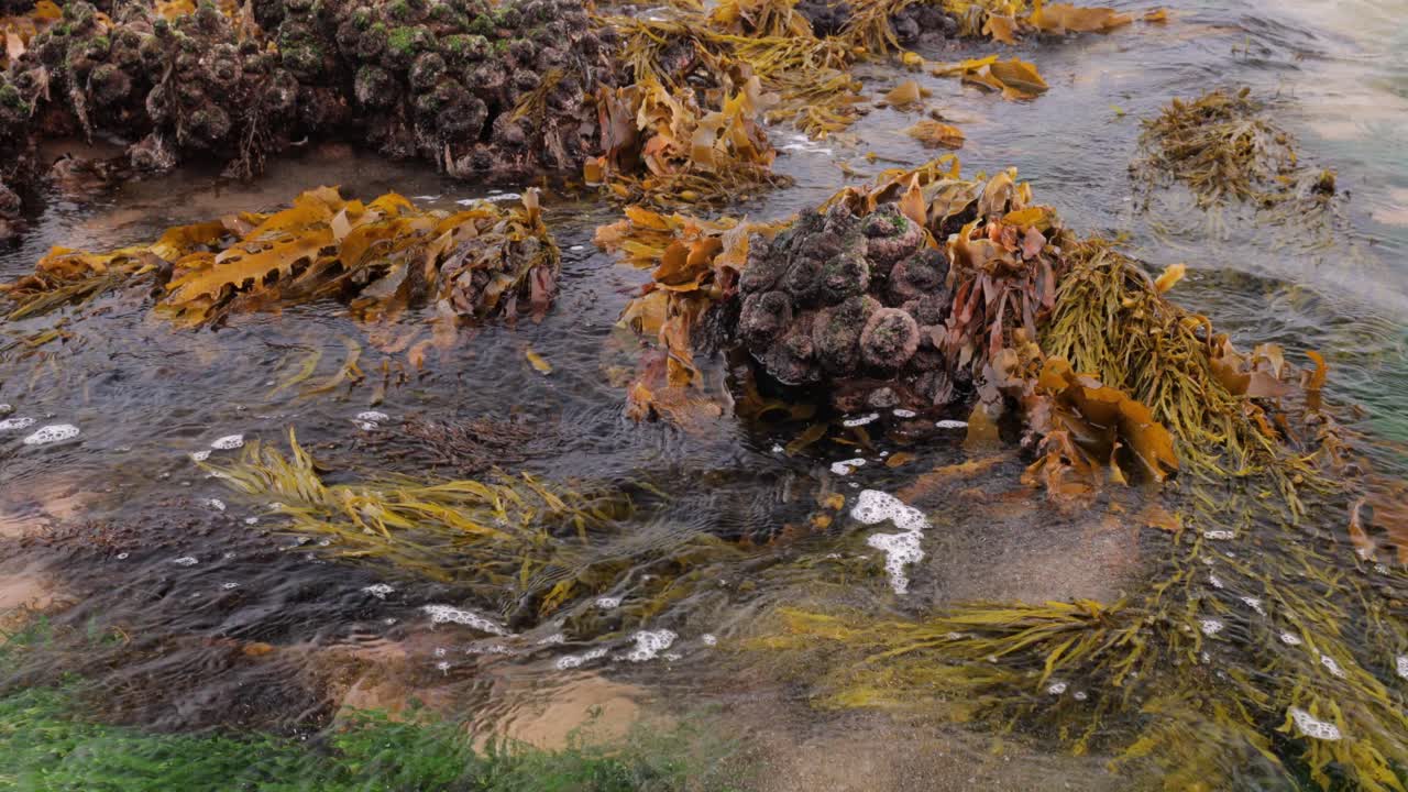 Ecosistema di Cunjevo, cattura di carbonio, flusso e riflusso della marea, polarizzato, inquadratura fissa