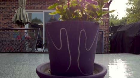 Purple-pot-with-flower,-reveal-on-table