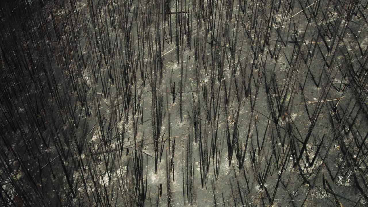 산불 이 맹렬 한 후 에 불타버린 숲 나무 줄기 들 의 추상적 인 공중 전망