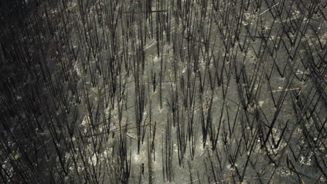 Abstract-aerial-view-of-charred-forest-tree-trunks-after-raging-wildfire