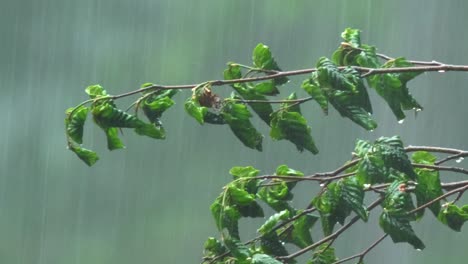 close up of beech branches getting wet in heavy rain