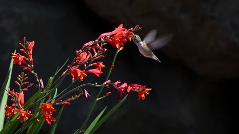 un colibrí en una flor de crocosmia y otro colibrí vuela por
