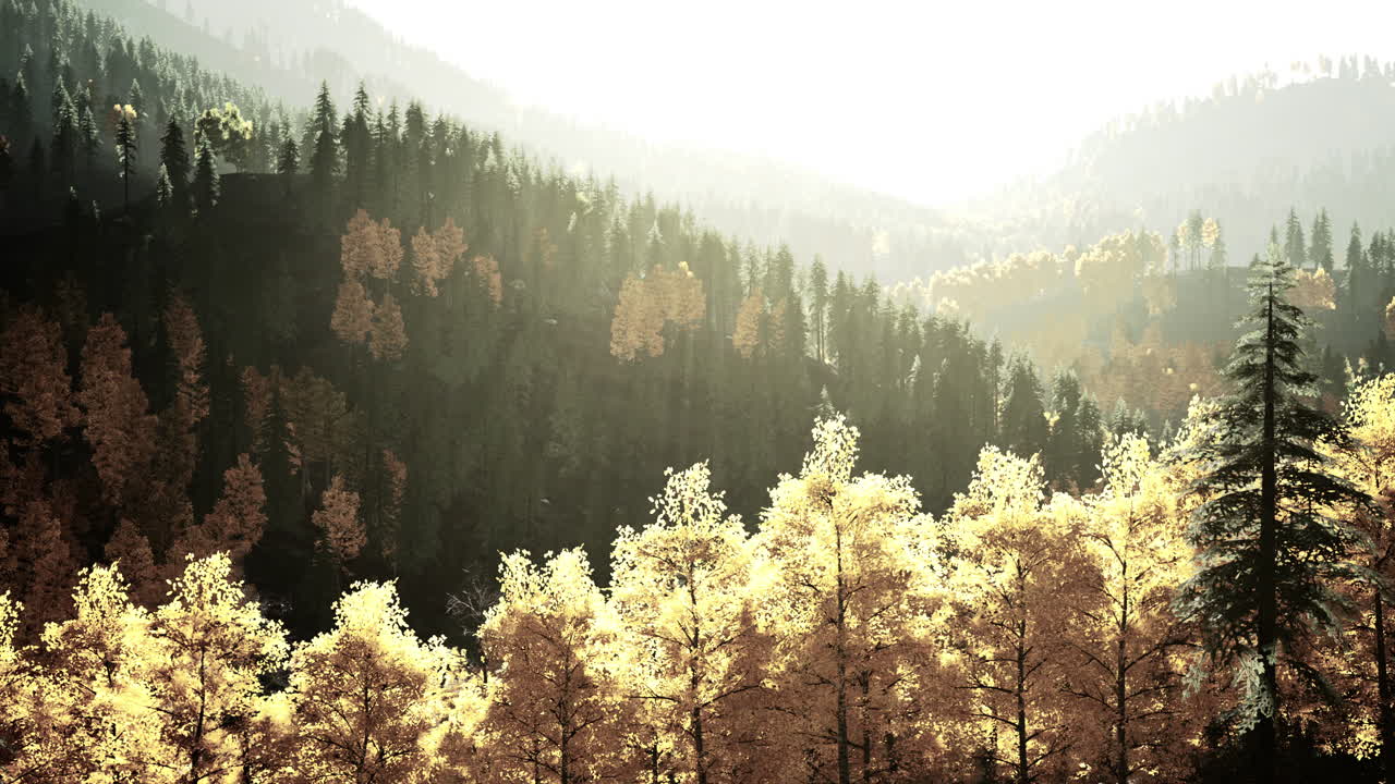 아름다운 가을의 숲 풍경은 황금색 잎과 나무를 통해 빛나는 태양으로