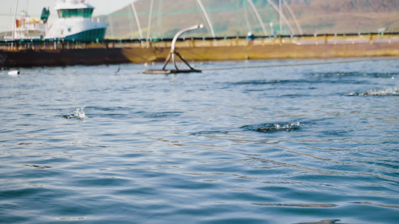 상업용 연어 양식장 - 점핑 연어에게 분배되는 사료 알갱이