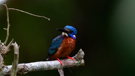 El-Martín-Pescador-De-Orejas-Azules-Es-Un-Pequeño-Martín-Pescador-Que-Se-Encuentra-En-Tailandia-Y-Es-Buscado-Por-Los-Fotógrafos-De-Aves-Debido-A-Sus-Hermosas-Orejas-Azules,-Ya-Que-También-Es-Un-Pájaro-Lindo-Para-Observar