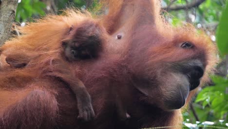 closeup shot of wild mother orangutan with baby in bukit lawang, sumatra, indonesia