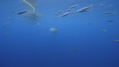 slow motion shot of a great white shark,carcharodon carcharias approaches and trying to catch a tuna bait in clear water of guadalupe island, mexico