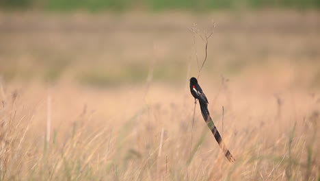 여름에 남아프리카의 madikwe 개인 게임 보호 구역에 있는 작은 잔디 노두에 과부 새가 앉아 있습니다.