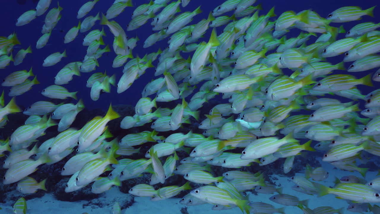A beautiful school of Lutjanus bengalensis swims against the ocean current