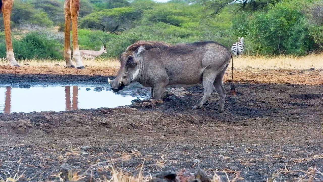 A warthog drinks from a muddy puddle with a giraffe and zebra in the background