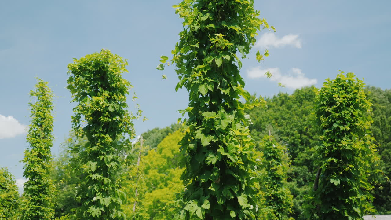 오래된 양조장에서 홉이 곱슬거리는 기둥