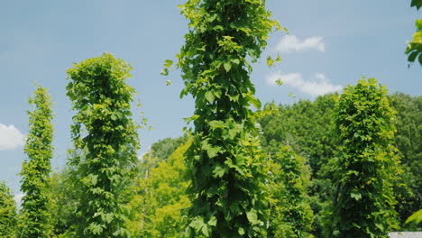 Pillars-On-Which-Hops-Are-Curly-At-An-Old-Brewery