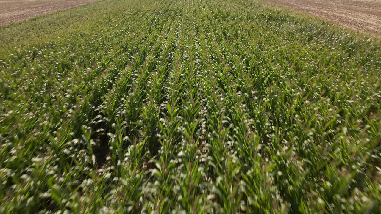 larga plantación de maíz con campos marrones y secos que la rodean