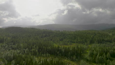 aerial drone view of vast spruce forest and hills against dramatic sky near namsskogan, norway