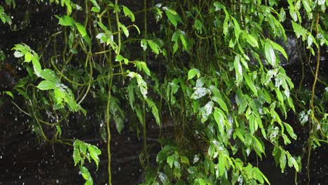 lush green vines and leaves hang beside a dark, blurred waterfall, with water droplets falling and glistening in soft, natural daylight