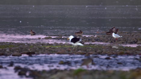 Pintails-Chilenos-En-El-Borde-De-Los-Ríos-Con-Gaviotas-De-Patas-Amarillas-Caminando-En-La-Isla-De-Chiloé,-Chile