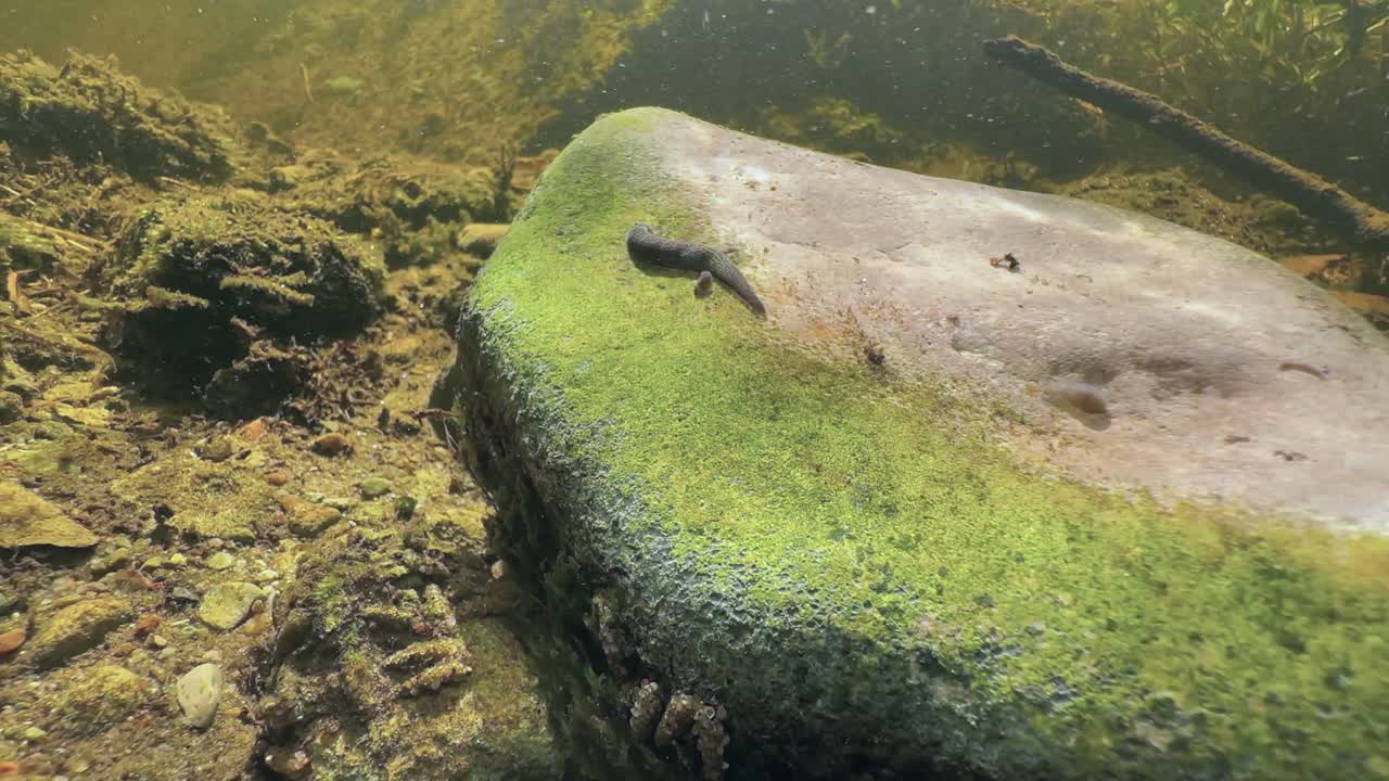 Leech Erpobdella octoculata on rock in shallow stream. Estonia