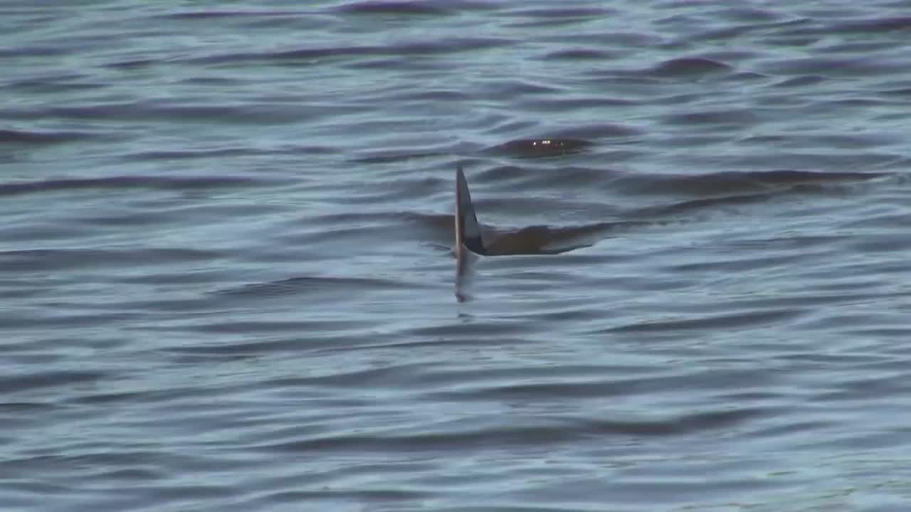 punto de vista de una aleta de tiburón moviéndose a lo largo de la superficie del agua 1