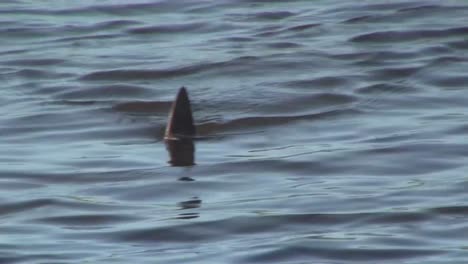 point of view of a shark fin moving along the surface of a water 1
