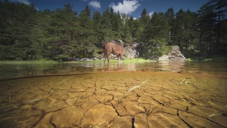 Split-Level-Blick-über-Und-Unter-Wasser