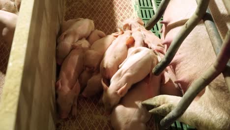 piglets moving around mother in sow stall of farm