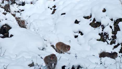 a large group of snow monkeys moves together as they descend the snowy slopes of a mountain in jigokudani, japan.