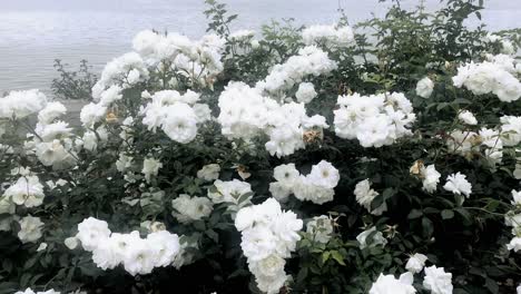 Bush-of-white-roses-in-full-bloom-against-lush-green-foliage,-with-a-calm-body-of-water-in-the-background,-creating-a-serene-and-tranquil-atmosphere-highlighting-natural-beauty